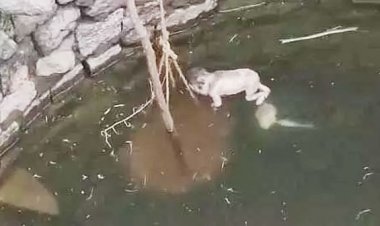 कुएं में तैरते मिला नवजात का शव, गांव में सनसनी