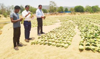 कोंडागांव वनमण्डल अंतर्गत तेंदूपत्ता खरीदी शुरू