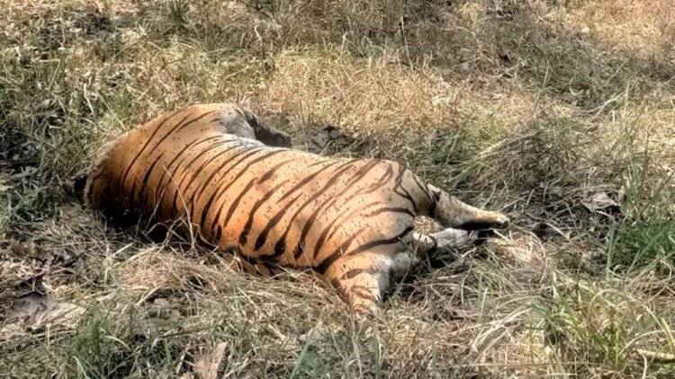 मादा बाघ का दो दिन पुराना शव पेंच पार्क प्रबंधन को घाटकोहका बफर क्षेत्र में मिला, कराई जा रही विस्तृत छानबीन