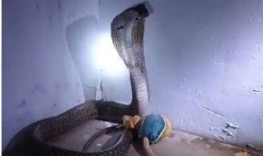 कलेक्टर बंगला में घुसा सांप