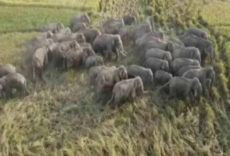 यहां घूम रहे दर्जनों हाथी, वन विभाग ने जारी किया अलर्ट...
