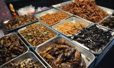 16 कीड़े-मकौड़े खाने की सरकार ने दी अनुमति, कीड़ों को परोसने के लिए तैयार ये रेस्टोरेंट
