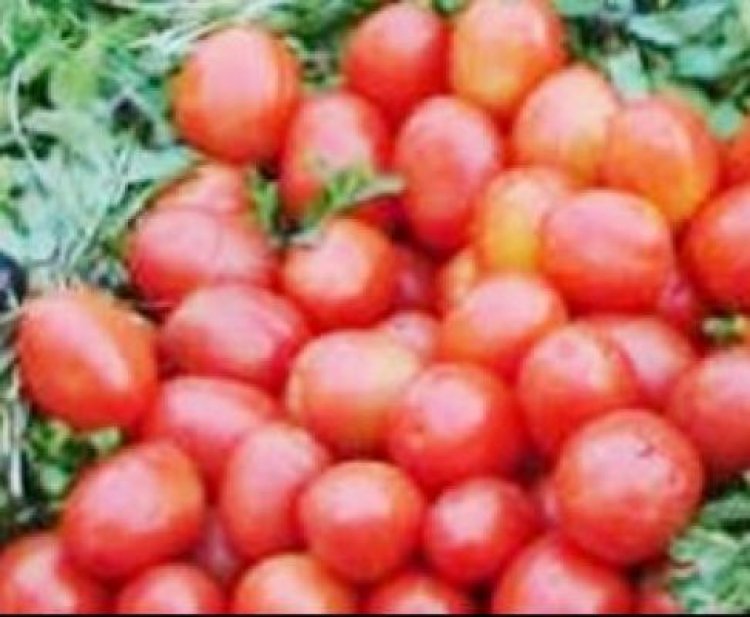 टमाटर सौ रुपए किलो