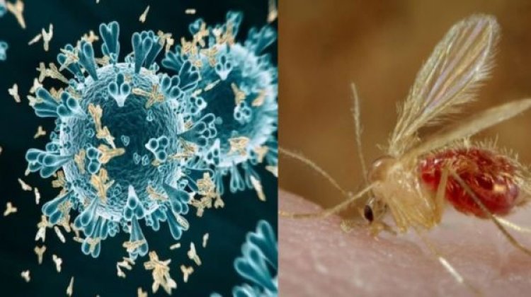 Chandipura Virus: 44 बच्चों की मौत, चांदीपुरा वायरस के कहर से कांपा देश का ये राज्य, 3 राज्यों में फैला इसका कहर