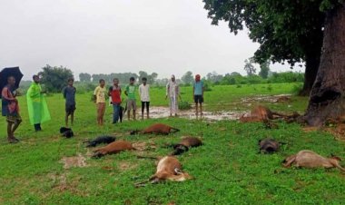 आकाशीय बिजली की चपेट में आने से दर्जनों मवेशियों की मौत