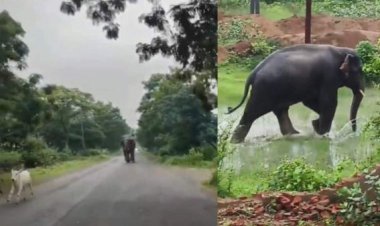 CG में हाथियों का आतंक: दंतैल हाथी ने ग्रामीण क्षेत्रों में मचाया उत्पात, सुबह सैर पर निकली महिला की हमले से मौत