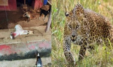 जिला मुख्यालय से लगे गांव में खूंखार तेंदुए का आतंक, घर में घुसकर तीन बकरों पर किया हमला