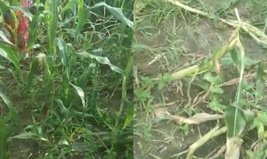 जंगली सुअरों के झुंड ने फसलों को किया तबाह:कोलारस अनुविभाग के कई गांव में कर चुके हैं फसलों को खराब