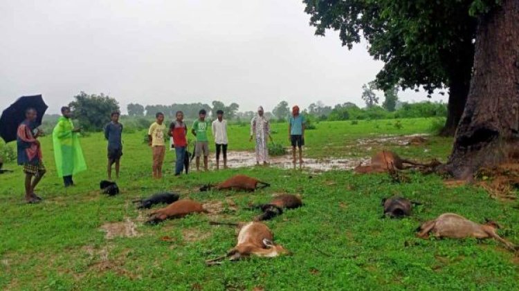 आकाशीय बिजली की चपेट में आने से दर्जनों मवेशियों की मौत