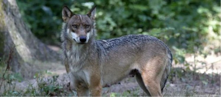 यूपी: अब तक 9 लोग भेड़ियों के शिकार, पकड़ना क्यों मुश्किल