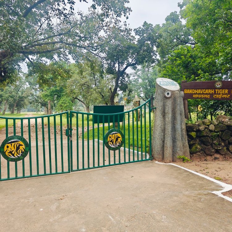 बीटीआर के दो बाघों को सतपुड़ा टाइगर रिजर्व करेंगे शिफ्ट:बहेरहा इंक्लोजर में 6 वर्ष और 3 वर्ष के बाघ होंगे आजाद