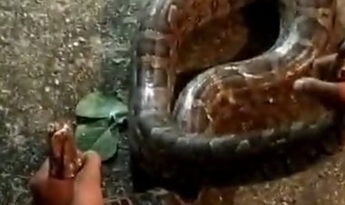 सागर में बीडी अस्पताल में घुसा अजगर:स्नेक कैचर ने रेस्क्यू कर पकड़ा 8 फीट लंबा सांप, 35 किलोग्राम वजनी था