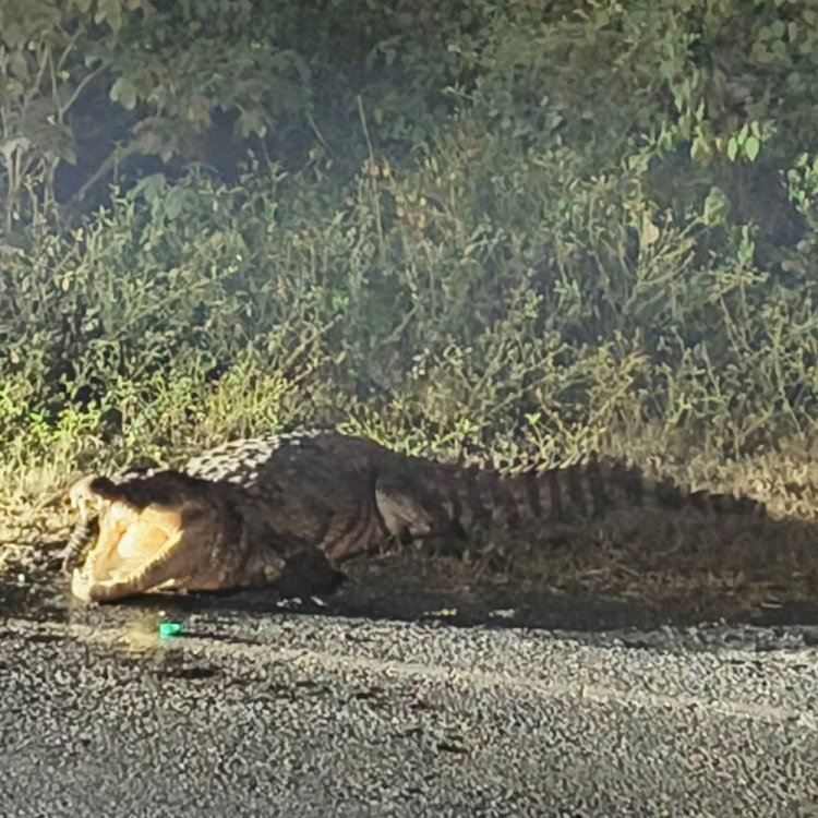 निवाड़ी के आजादपुरा के मोड़ पर दिखा मगरमच्छ:सोशल मीडिया पर वायरल हुआ वीडियो, सातार नदी से निकल कर रहवासी क्षेत्र में पहुंचा