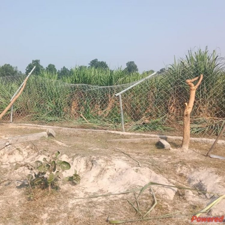 शहडोल में गन्ना और धान खाने आया 25 हाथियों का:STR के बफर जोन से निकलकर ब्यौहारी के तीन गांवों में मूवमेंट