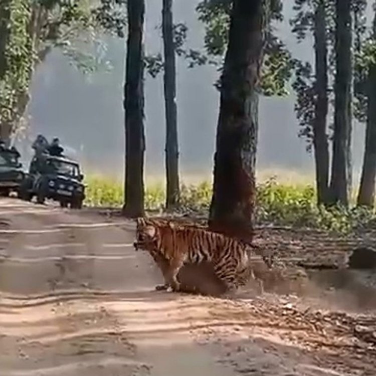 चीतल को घसीटकर ले जाती दिखी बाघिन सुनैना:मंडला के कान्हा टाइगर रिजर्व में पर्यटकों ने कैद किया नजारा