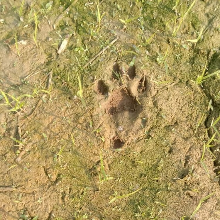 मानपुर में बाघिन और शावक की मूवमेंट:15 अधिकारी-कर्मचारी गांव में तैनात, सुरक्षा के लिए कराई जा रही मुनादी