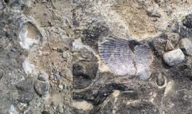 लॉस एंजिल्स के जंगलों में लगी आग के बीच प्रीति जिंटा ने कहा, हम अभी सुरक्षित हैं