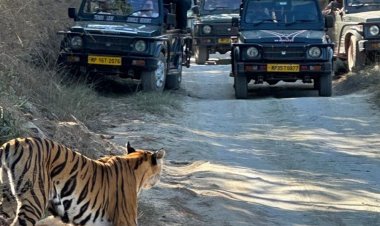 बाघिन पी-141 ने पर्यटकों के सामने किया चीतल का शिकार:पन्ना टाइगर रिजर्व में दिखा रोमांचक नजारा, सामने आया वीडियो