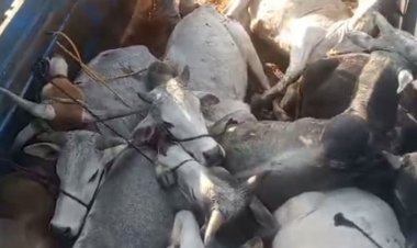 बजरंग दल ने पकड़ा तस्करी कर रहा पिकअप:फ्रूट्स के कैरेट्स और पटियों के नीचे छिपाकर ले जा रहे थे 12 गोवंश, ड्राइवर फरार