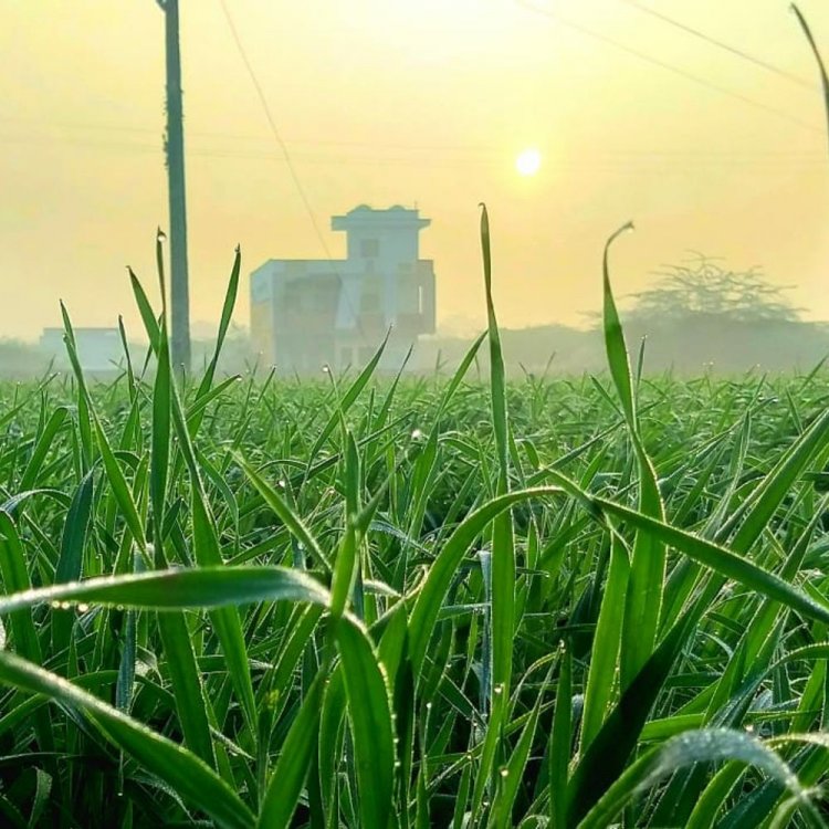 बड़वानी में उत्तरी हवाओं से बढ़ी ठंड:6 दिन में 7 डिग्री गिरा रात का पारा, रबी फसलों को होगा लाभ