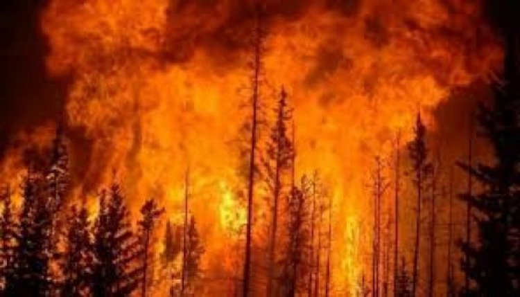 लॉस एंजेलिस में लगी आग किन इलाक़ों में फैली, जानिए क्या हैं ताज़ा हालात.