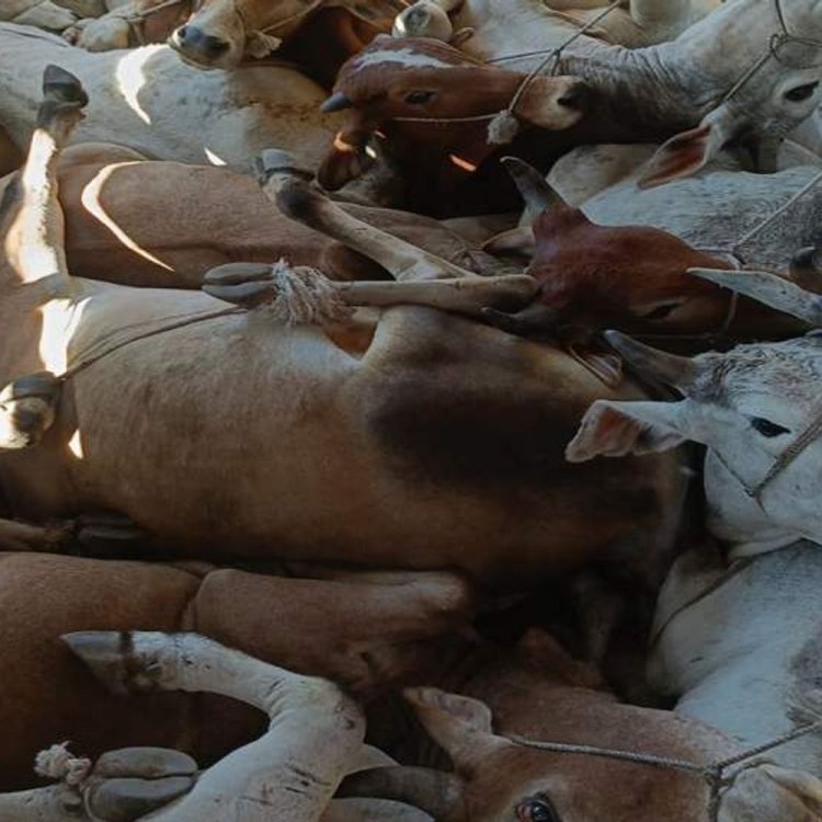 मवेशियाे से भरा ट्रक पकड़ाया:बजरंगियो को देखकर ड्रायवर भागा, थाने पर हुआ हंगामा