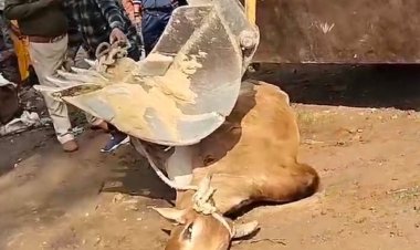 दतिया में सांड के हमले से बुजुर्ग की मौत:पेट में लगा सींग; नगरपालिका ने जेसीबी से सांड को काबू किया