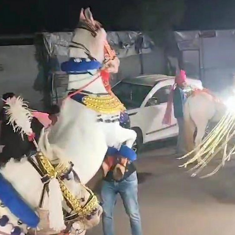रतलाम में 16 घोड़ियों के साथ निकली अनोखी बारात:दूल्हे को अश्व का शौक इसलिए उत्सव में शामिल किया; सामूहिक विवाह समारोह में होगी शादी