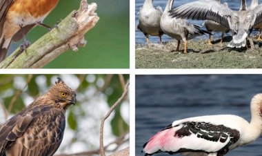 परिदों की 5 नई प्रजातियां का एसटीआर में आशियाना:बाघों के घर में पहली बार दिखे कश्मीरी फ्लाईकैचर, मैलार्ड समेत 5 पक्षी