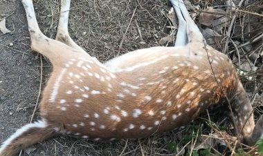 शहडोल-अमरकंटक मार्ग पर चीतल की मौत:वन विभाग ने दर्ज किया मामला, सड़क हादसे की आशंका