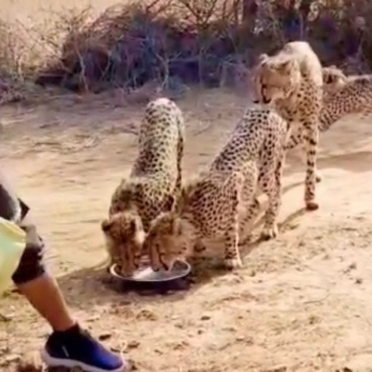 कूनो में मॉनिटरिंग टीम से हुई चीतों की दोस्ती:आवाज सुनते ही पानी पीने पहुंचे ज्वाला और उसके चारों शावक