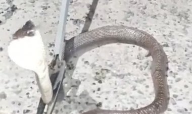 सागर की सिद्धिविनायक कॉलोनी में घुसा 5 फीट लंबा कोबरा:नाली के नीचे छिपा बैठा था, ढाई घंटे की मशक्कत कर पकड़ा