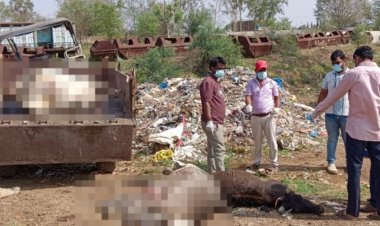 अशोकनगर में पांच गायों की संदिग्ध मौत:मुंह से निकला खून, तीन का किया जा रहा पोस्टमार्टम; सागर लैब में भेजे जाएंगे सैंपल