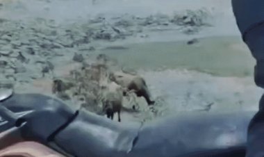 टीकमगढ़ में युवक की पिटाई का वीडियो वायरल:महेंद्र सागर तालाब के पास आधा दर्जन युवकों ने की मारपीट, पुलिस जांच में जुटी