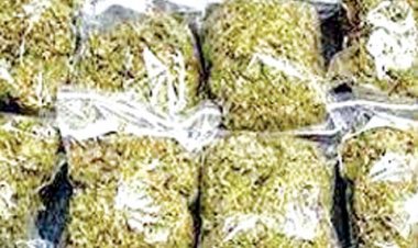 राजस्थान का डोडा रायपुर में खप रहा, अस्पताल, स्टेशन, बस अड्डे के पास सेल काउंटर