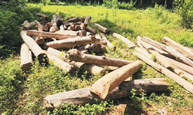 सागौन का बड़ा जखीरा मिला, दो टिप्पर भी जब्त