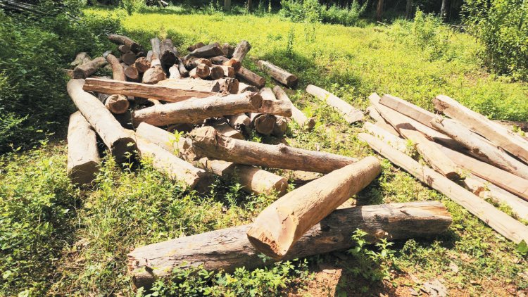 सागौन का बड़ा जखीरा मिला, दो टिप्पर भी जब्त