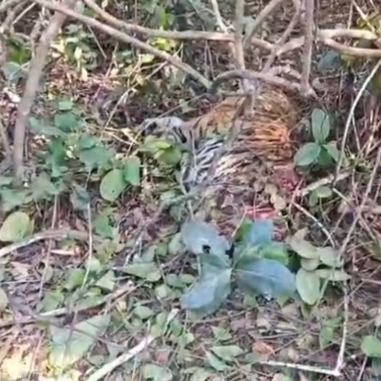 संजय टाइगर-रिजर्व में बाघिन T-60 के दो शावकों की मौत:नए नर बाघ की एंट्री से टेरिटरी विवाद से घटना; फॉरेस्ट टीम ने किया अंतिम संस्कार