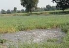 खरगोन में NVDA की पाइपलाइन फटी, 100 एकड़ फसल जलमग्न:पककर तैयार गेहूं-चने बर्बाद; 15 दिन में दूसरी बार हुआ हादसा
