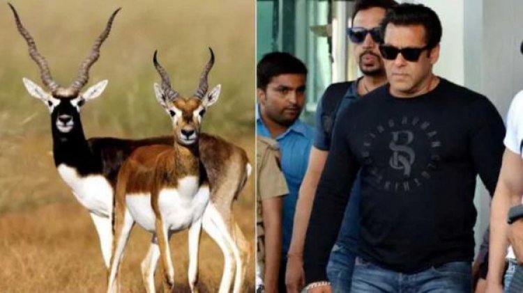 काला हिरण शिकार मामला: हाईकोर्ट जस्टिस ने सलमान खान की अपील पर सुनवाई से किया इंकार